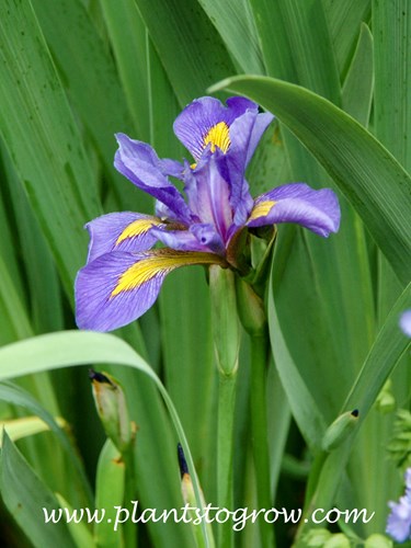 Southern Blue Flag Iris (Iris virginica shrevei)